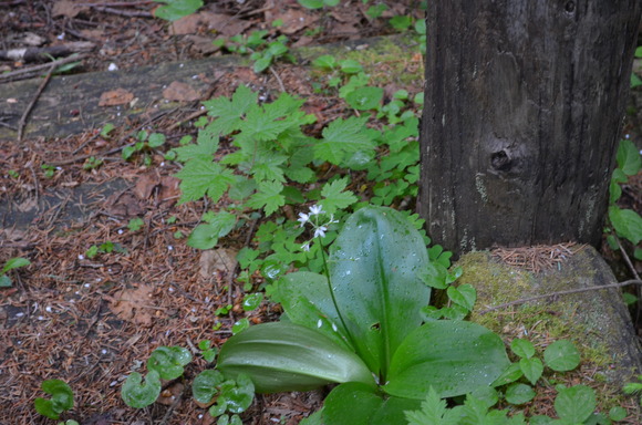 白金の森を歩く　　　　２０１４　７/3_d0326559_2259779.jpg