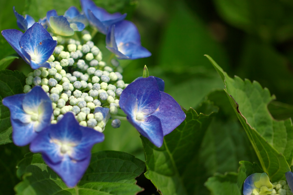 庭の花々。_c0179360_1254156.jpg