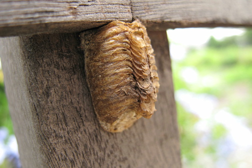 抜け殻 カマキリの Sakamichi