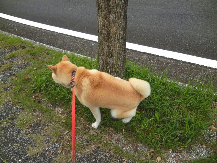 ’14.7.3(木)涼しきかな勝浦は~!_f0060461_92882.jpg