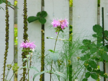 夏のお花・・・モナルダとヒメオウギ♪_d0168170_10145092.jpg