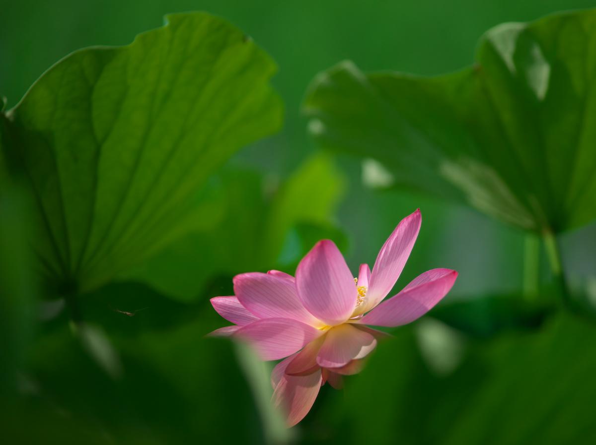 国中の蓮 Minolta High Speed AF APO 200mm F2.8 G : まほ 写真俳句