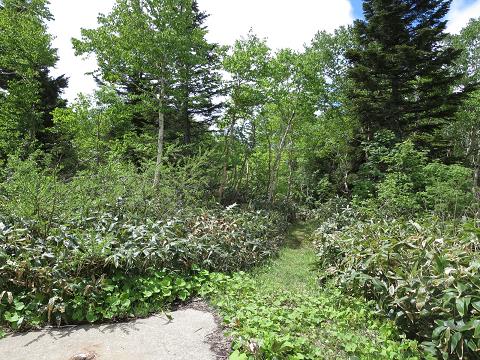 焼額山～竜王山　　ヒメシャクナゲ咲く稚児池で_f0302771_8435440.jpg