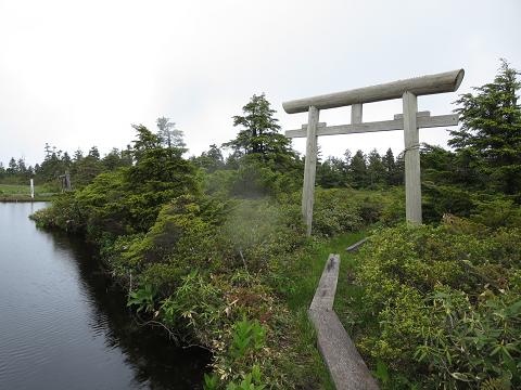 焼額山～竜王山　　ヒメシャクナゲ咲く稚児池で_f0302771_8464815.jpg