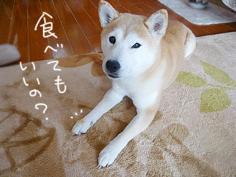 フリーの柴犬_b0057675_2044085.jpg