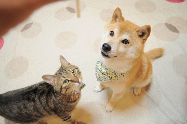 安いコンビ_a0126590_06393963.jpg