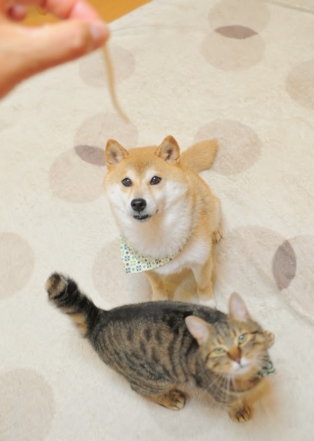 安いコンビ_a0126590_06420233.jpg