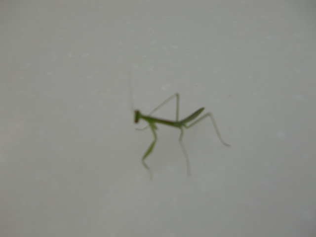 生まれました_b0263390_1546122.jpg