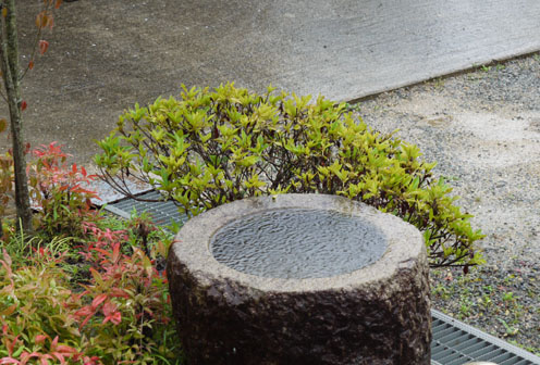 雨の日の午後　〜植えられたばかりのケヤキの木〜_f0222692_16563523.jpg