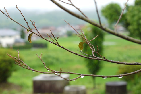 雨の日の午後　〜植えられたばかりのケヤキの木〜_f0222692_18521231.jpg