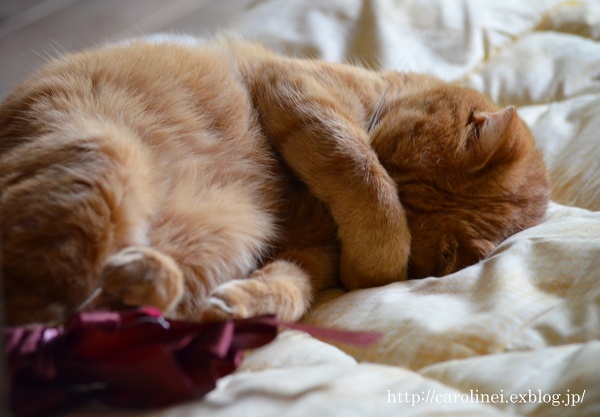 お昼寝 Catnap_d0025294_12303573.jpg