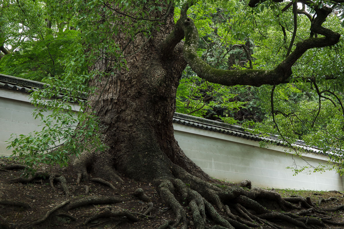 奈良　東大寺_e0017995_1949814.jpg