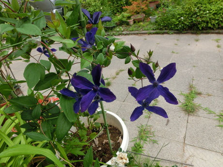 a0203003_1447765.jpg