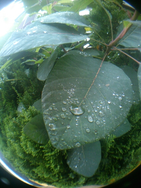 SUPER WATER-REPELLENT LEAF_b0134907_772699.jpg