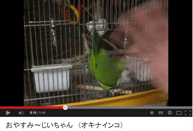 オキナインコの会話_d0019916_10553667.png