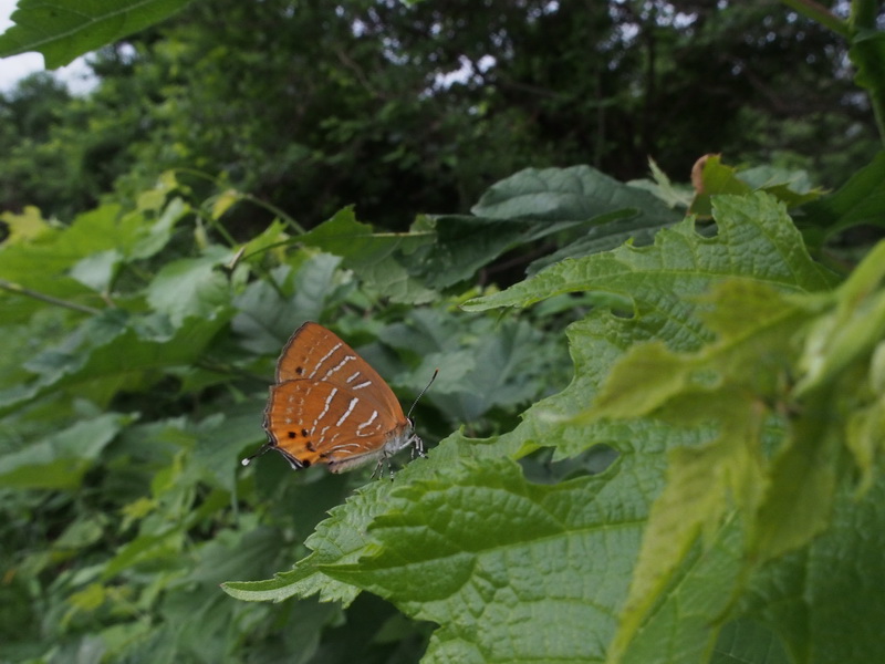 201406228 みちのくひとり旅： ダイセンシジミ (signatus type)、アイノミドリシジミ（♀開翅）ほか_d0090322_3464961.jpg