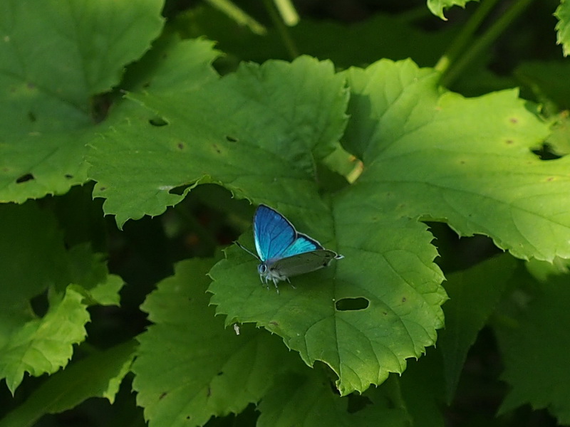 201406228 みちのくひとり旅： ダイセンシジミ (signatus type)、アイノミドリシジミ（♀開翅）ほか_d0090322_3505088.jpg