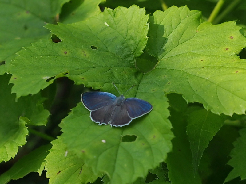 201406228 みちのくひとり旅： ダイセンシジミ (signatus type)、アイノミドリシジミ（♀開翅）ほか_d0090322_3511147.jpg