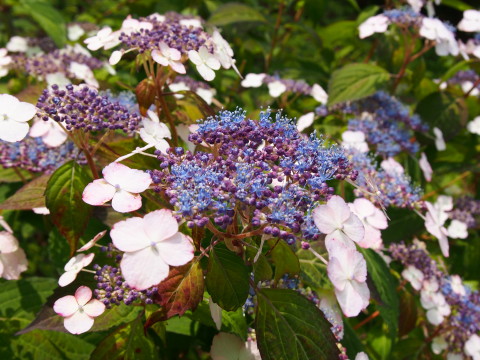 b0147224_1794288.jpg