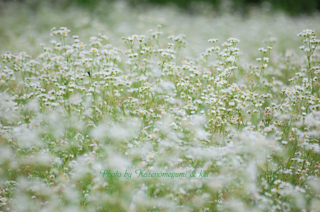 野の花　ジオン_d0184337_2122525.jpg