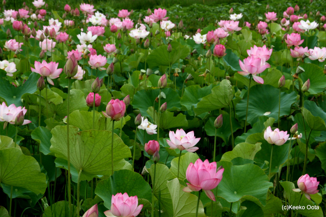 伊勢二見の蓮の花_d0052340_18263189.jpg