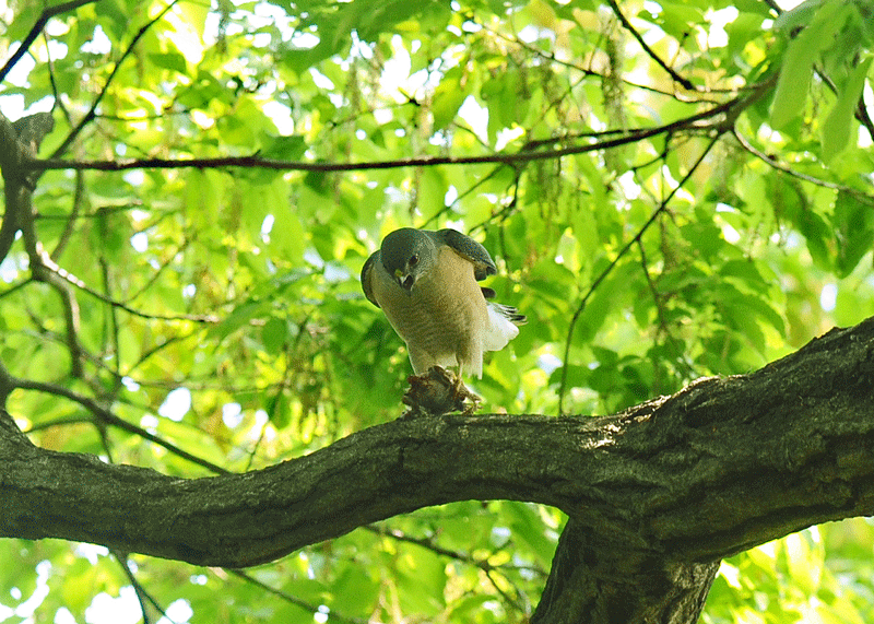 d0290240_05405818.gif