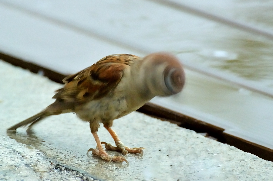 雨に日の通勤撮影はスズメです。_d0148541_20155731.jpg