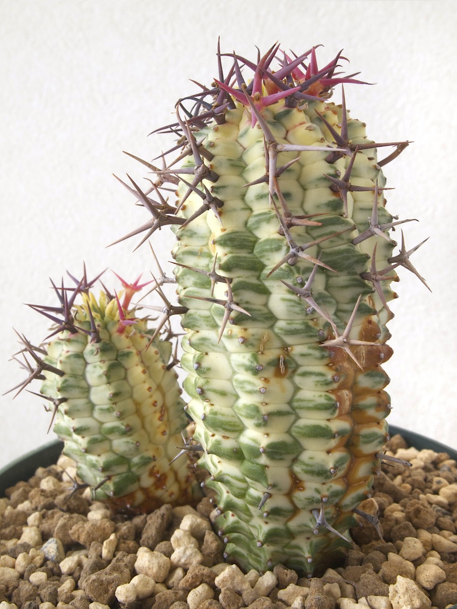 群星冠の学名の混乱について : Bizarre Plants 群星冠の学名の混乱について : Bizarre Plants