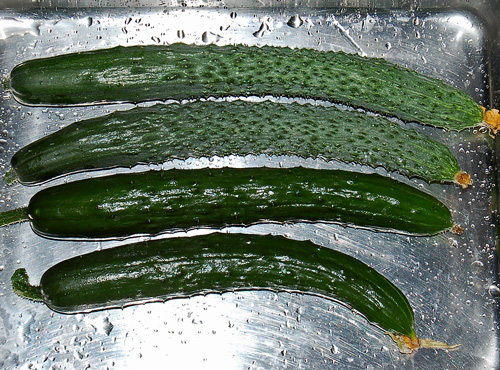 キュウリはなぜ曲がる 蝴蝶の夢