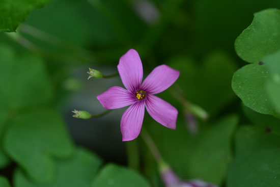 夏の花達_c0093046_6542571.jpg