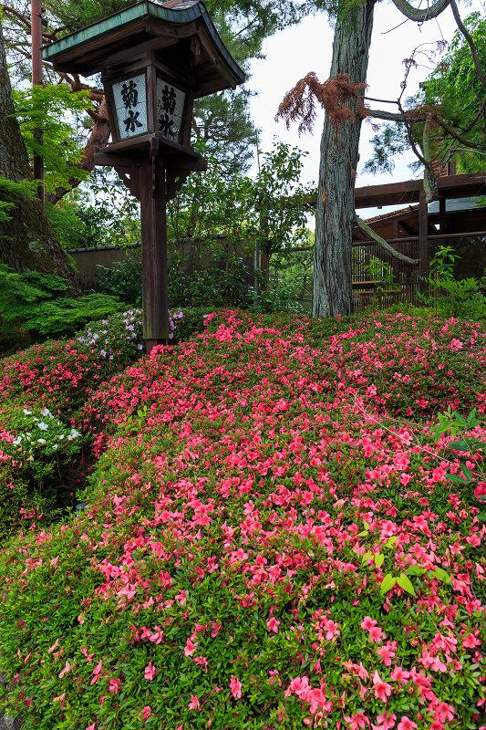 花菖蒲咲く野村碧雲荘_f0155048_02445.jpg