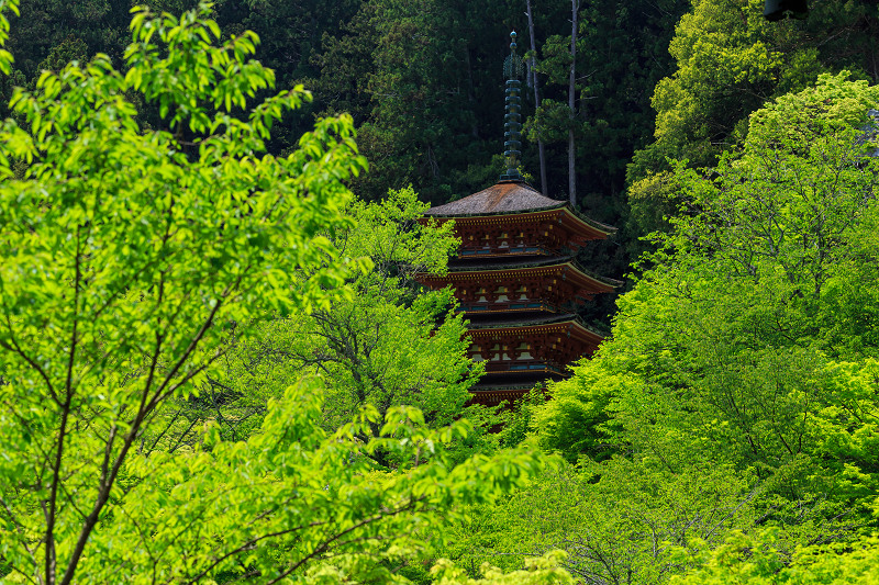 花の寺（長谷寺）・後編_f0155048_22233635.jpg