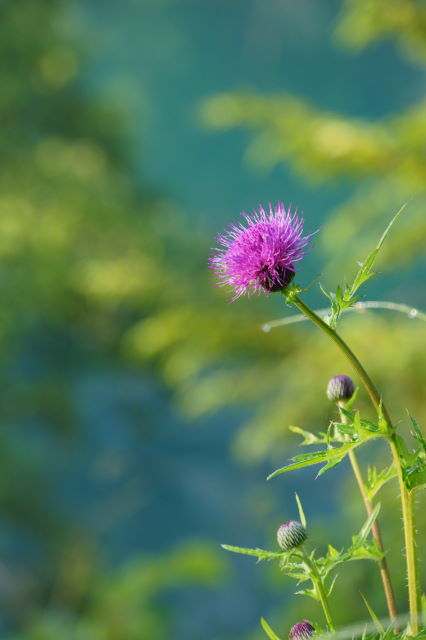 青い沼に咲く紫の花_a0257652_14515757.jpg