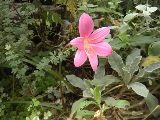 こんな所に植えたかな～思い出した！_a0313956_10534759.jpg