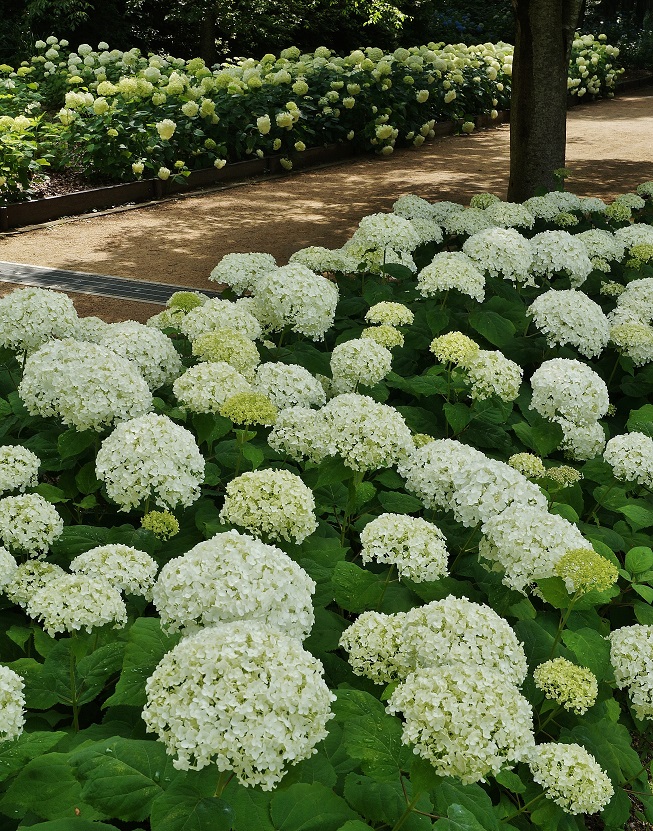 神戸市立森林植物園の紫陽花 アナベル たんぶーらんの戯言