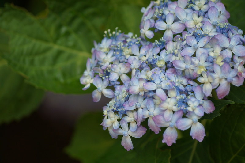 神戸市立森林植物園の紫陽花④ミカワチドリ（三河千鳥）_b0063958_15185158.jpg