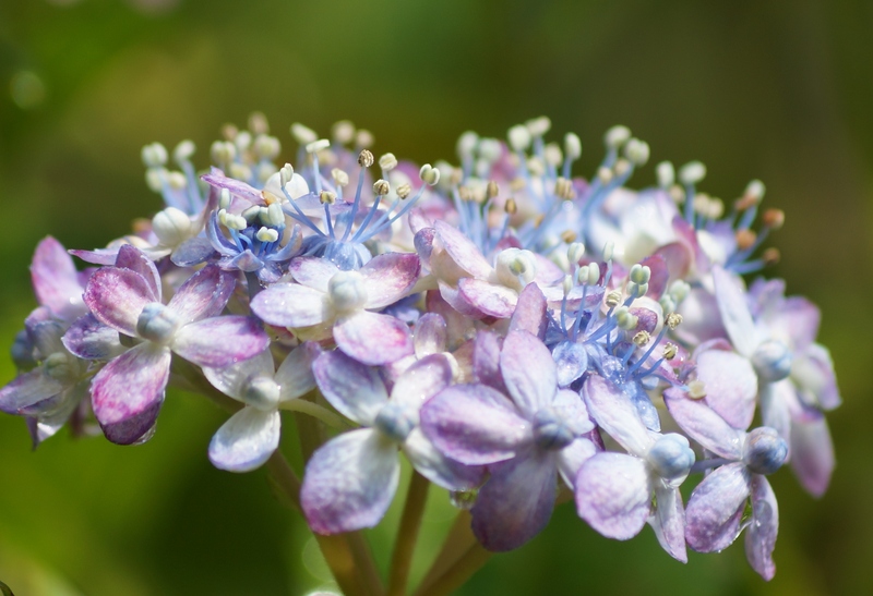 神戸市立森林植物園の紫陽花④ミカワチドリ（三河千鳥）_b0063958_158302.jpg