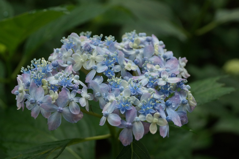 神戸市立森林植物園の紫陽花④ミカワチドリ（三河千鳥）_b0063958_159640.jpg