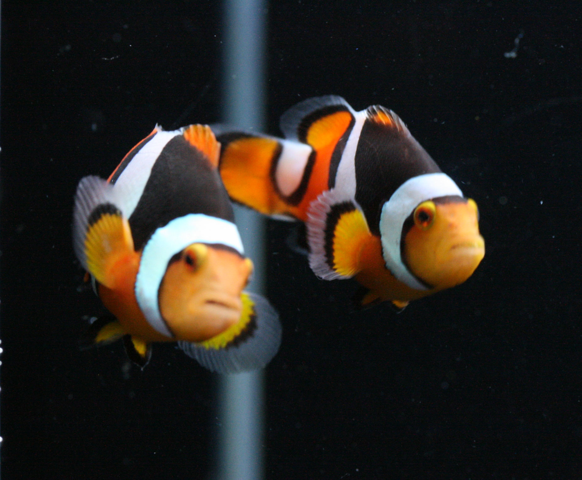 まずは魚から この後 ビーボックスアクアリウム 海水魚 サンゴ情報 まずは魚から この後 ビーボックスアクアリウム 海水魚 サンゴ情報