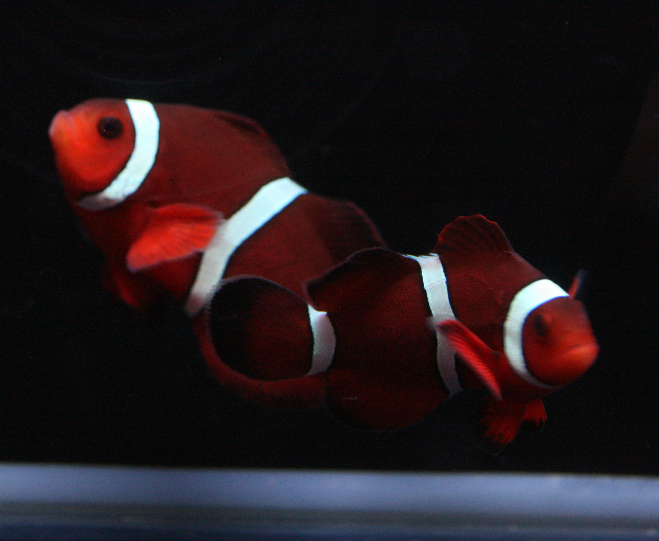 まずは魚から この後 ビーボックスアクアリウム 海水魚 サンゴ情報 まずは魚から この後 ビーボックスアクアリウム 海水魚 サンゴ情報