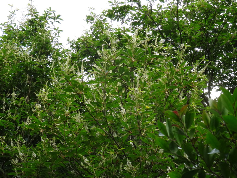 c0108460_20281257.jpg