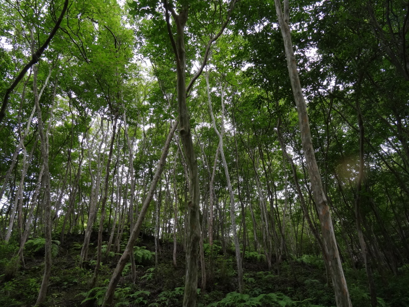 c0108460_20305210.jpg
