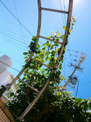 c0180460_17522226.jpg