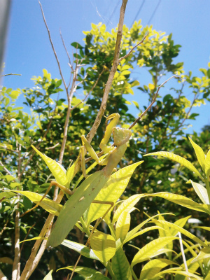 c0180460_17534269.jpg