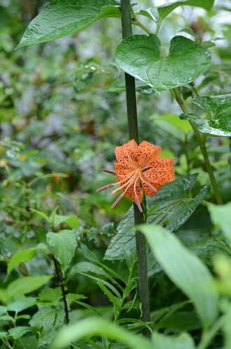 梅雨空のくさばな・・・・・・・♪_c0186463_17324011.jpg