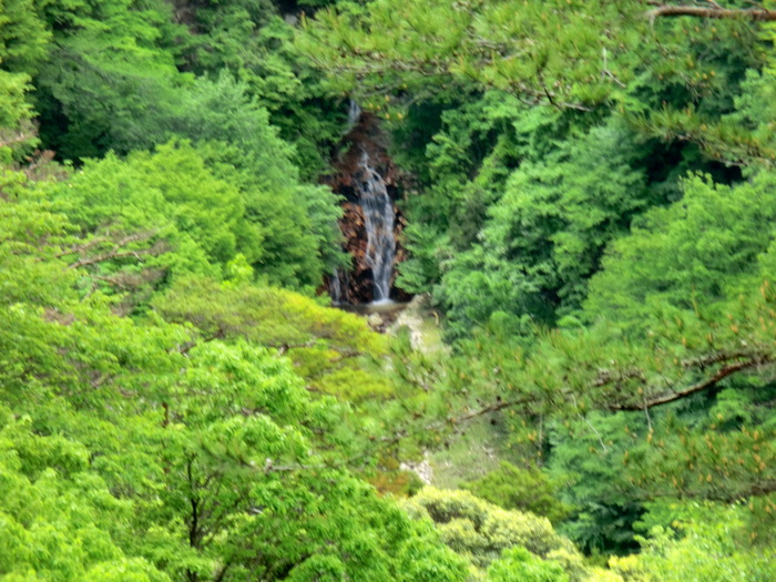 No352　ブナの新緑映える若狭雲谷山　あれ、白山が見えない！_b0185573_1141593.jpg