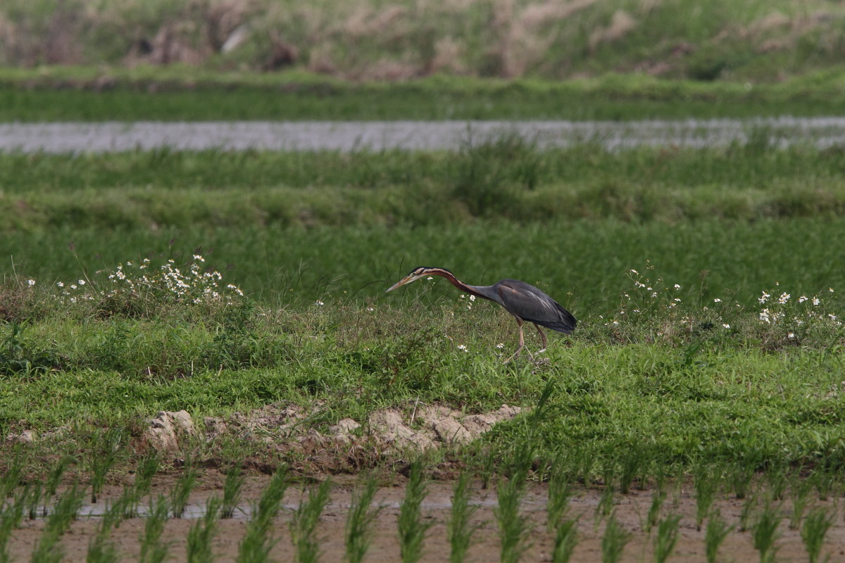 石垣島　　ムラサキサギ(その２)_a0052080_17343066.jpg