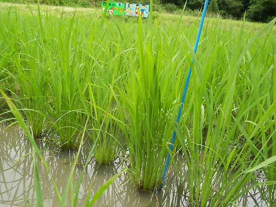 7月4日の田んぼ(月光原小・西根小)_d0247484_13544940.jpg