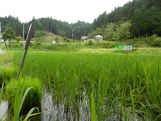 7月4日の田んぼ(月光原小・西根小)_d0247484_13592759.jpg