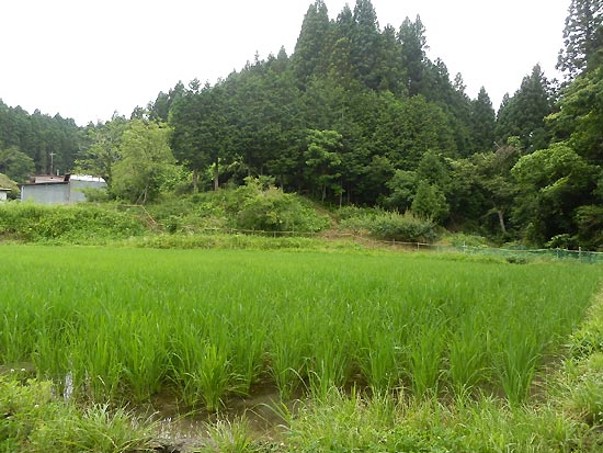 7月4日の田んぼ(月光原小・西根小)_d0247484_1423969.jpg